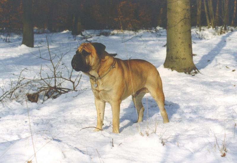 Willem stoer in sneeuw-Bullmastiff Dog-by Astrid van der Meijde.jpg
