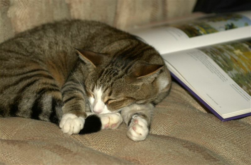 Willie Book-House Cat-by Tom Black.jpg