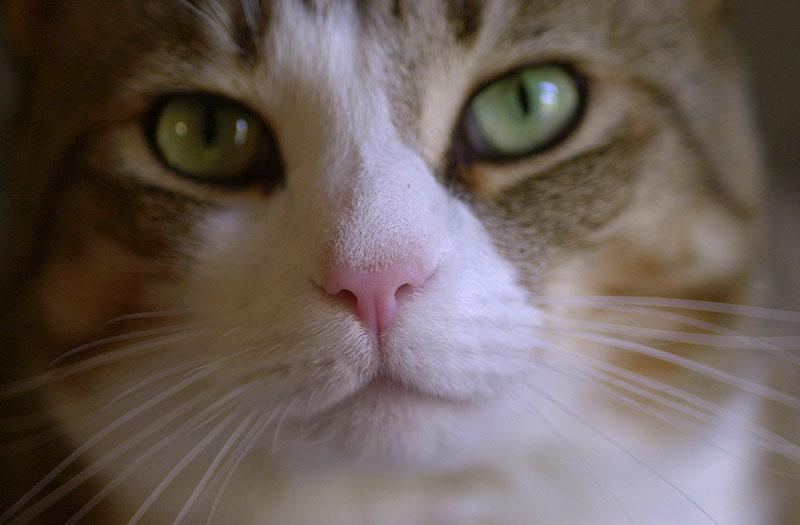 Willie nose-House Cat-by Tom Black.jpg
