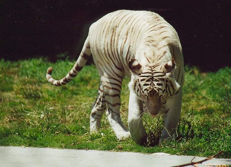 Witte tyger1-White Tiger-by Dineke Jansen.jpg