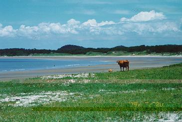 Y2-Korean cattles-on beach.jpg