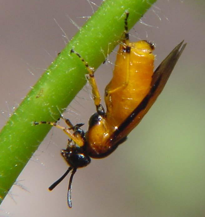 YellowFlyLowRes-by Gerry Mantha.jpg
