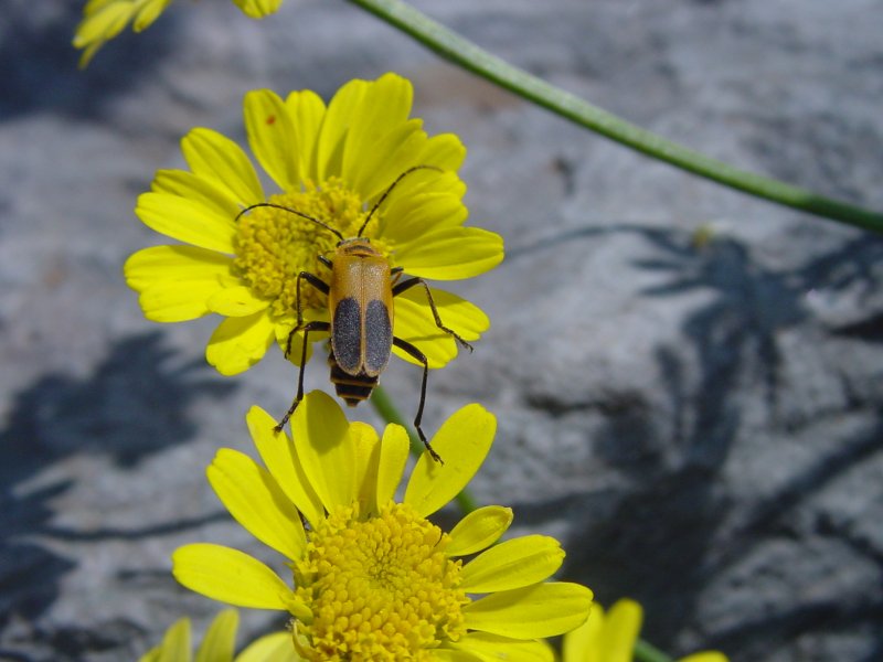 Yellow BeetleLowRes-by Sandra C.jpg