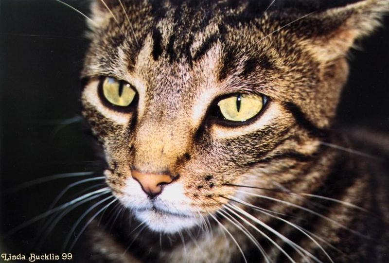 Zigger-99-15-House Cat-face closeup-by Linda Bucklin.jpg