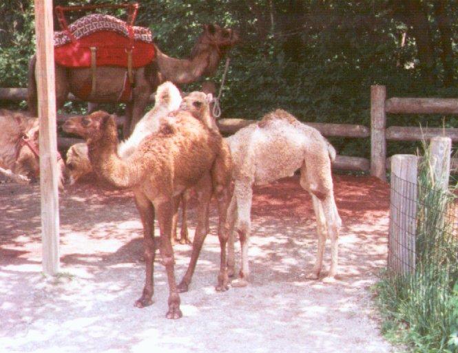 ZooAnimals-Dromedary camels-by Dan Cowell.jpg