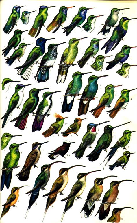  Birds of Panama Hummingbirds-Panama.JPG