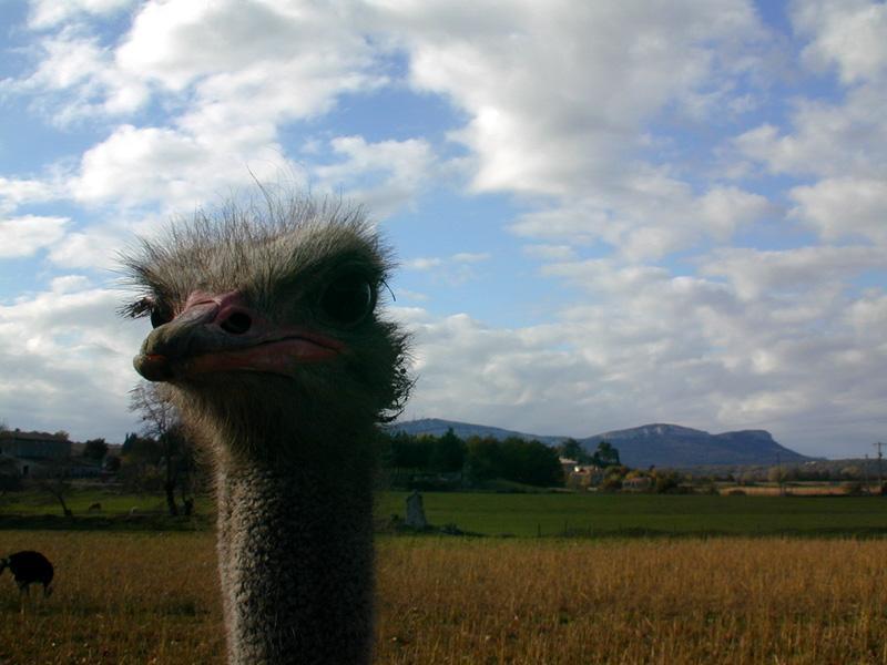 a ohe-Ostrich head-by Souchon Claude and Sebastien.jpg