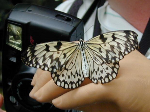 aa1-Unidentified Butterfly-by Erich Mangl.jpg