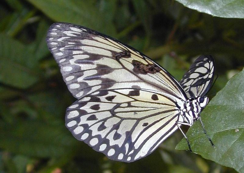 aa2-Unidentified Butterfly-by Erich Mangl.jpg