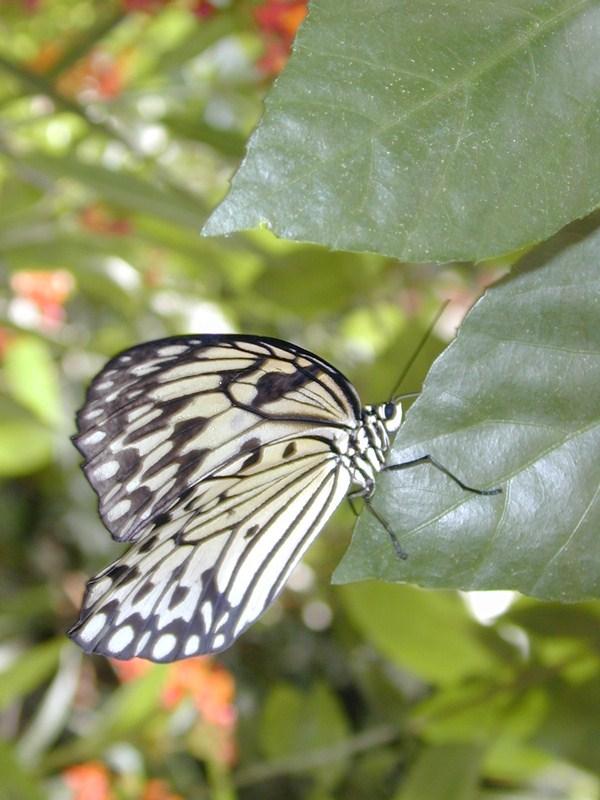 aa3-Unidentified Butterfly-by Erich Mangl.jpg