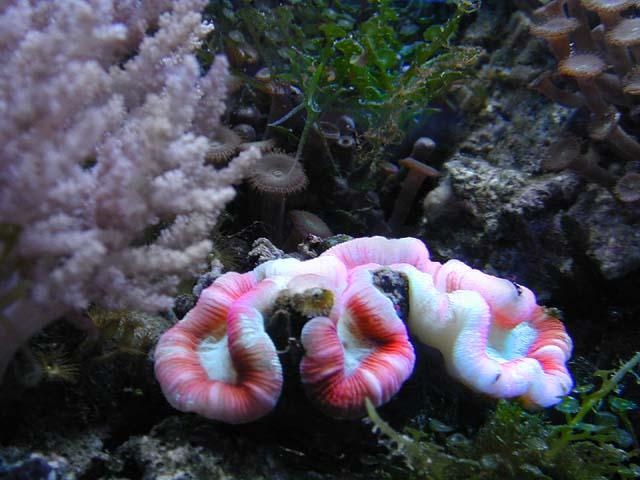 anemoon wit 1-Sea Anemone and Coral-by Tony Heyman.jpg