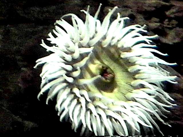 anen01-Sea Anemone-by S Thomas Lewis.jpg