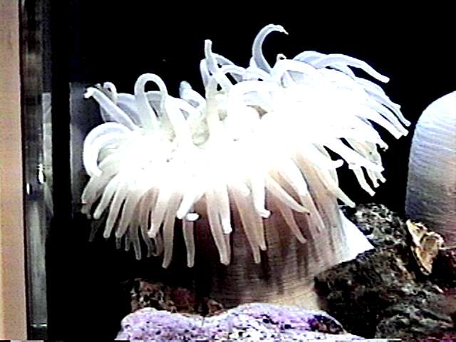 anen03-Sea Anemone-by S Thomas Lewis.jpg