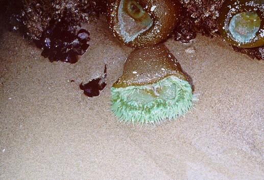 anen05-Sea Anemones-by S Thomas Lewis.jpg