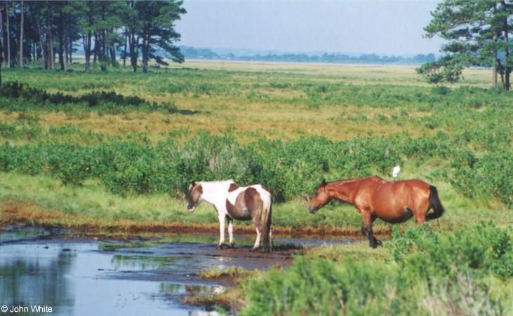 apony1-Paint and Brown Horses-from Assateague Island-John White.jpg