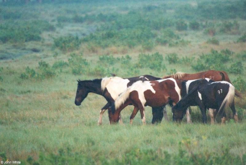 apony2-Paint and Brown Horses-from Assateague Island-John White.jpg