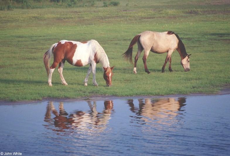 apony3-Paint and Buckskin Horses-from Assateague Island-John White.jpg