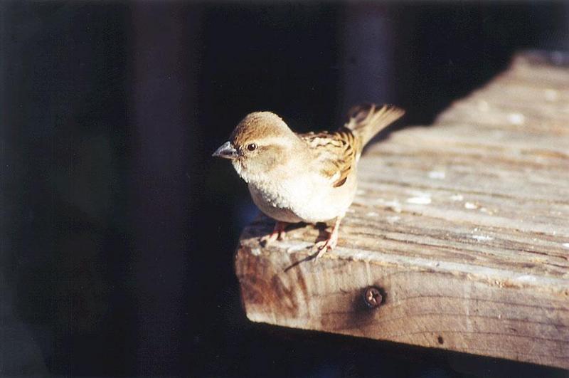 april04bird-unidentified finch-by Gregg Elovich.jpg