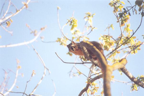 april07-Fox Squirrel-by Gregg Elovich.jpg