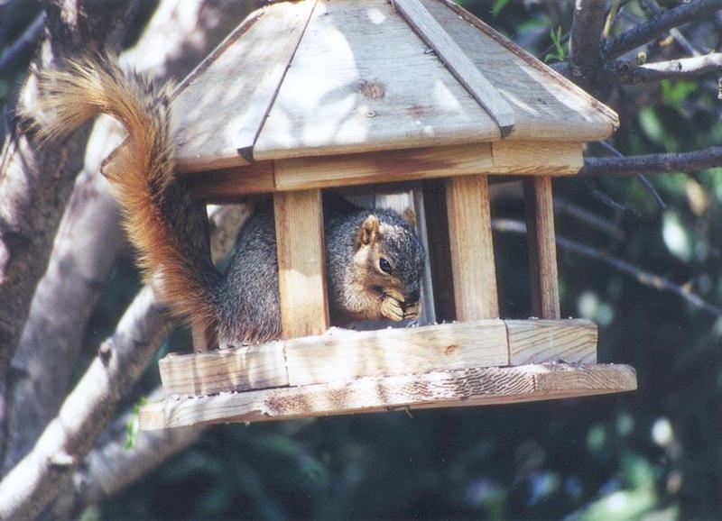 april07b-Fox Squirrel-by Gregg Elovich.jpg