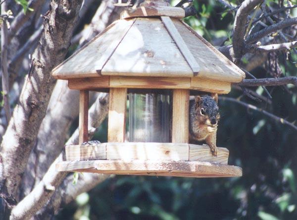 april07c-Fox Squirrel-by Gregg Elovich.jpg