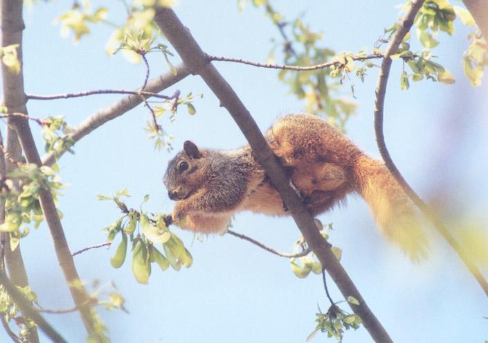 april08-Fox Squirrel-by Gregg Elovich.jpg