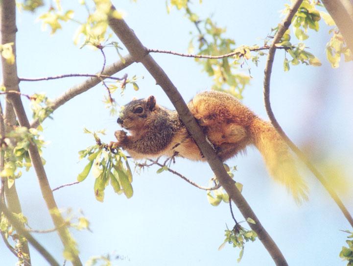 april09-Fox Squirrel-by Gregg Elovich.jpg