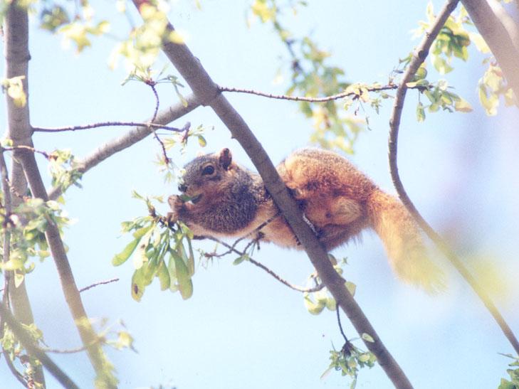 april10-Fox Squirrel-by Gregg Elovich.jpg