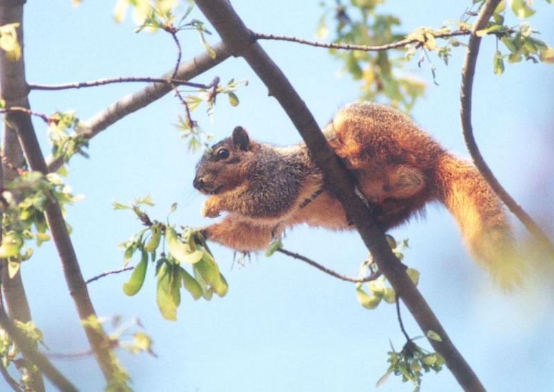 april11-Fox Squirrel-by Gregg Elovich.jpg