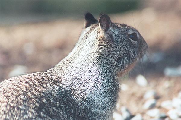 april12-California Ground Squirrel-by Gregg Elovich.jpg