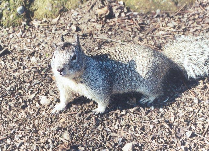 april13-California Ground Squirrel-by Gregg Elovich.jpg