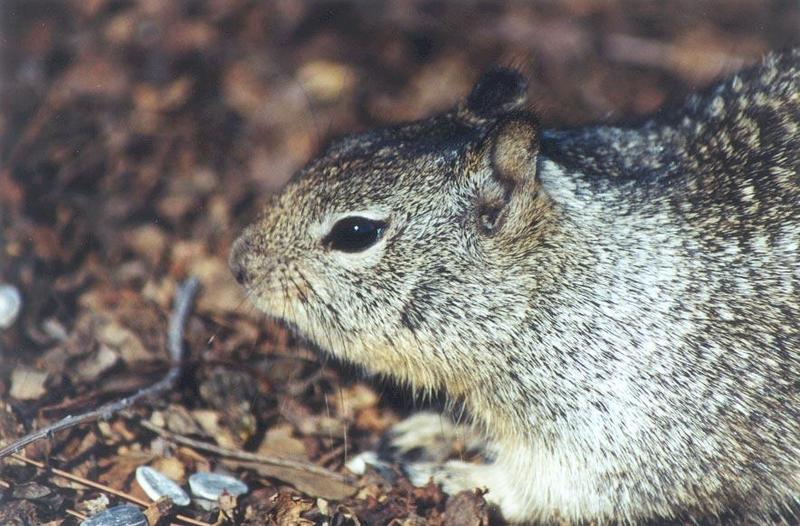 april14-California Ground Squirrel-by Gregg Elovich.jpg