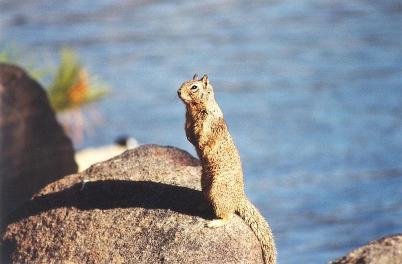 april17-California Ground Squirrel-by Gregg Elovich.jpg