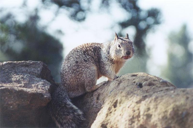 april18-California Ground Squirrel-by Gregg Elovich.jpg