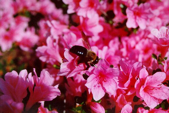 azal04-Honeybee-on AzaleaFlowers-by S Thomas Lewis.jpg