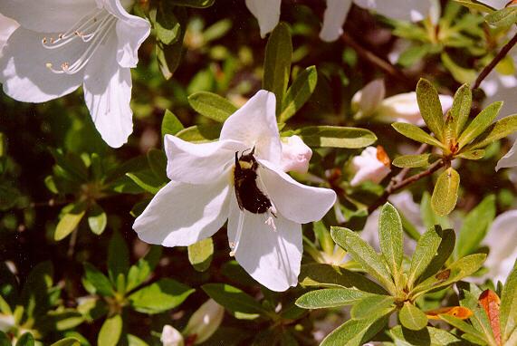 azal05-Bumblebee-in white Azalea-by S Thomas Lewis.jpg