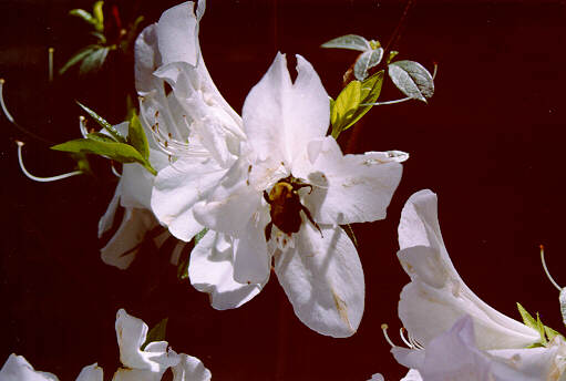 azal08-Bumblebee-in white Azalea-by S Thomas Lewis.jpg