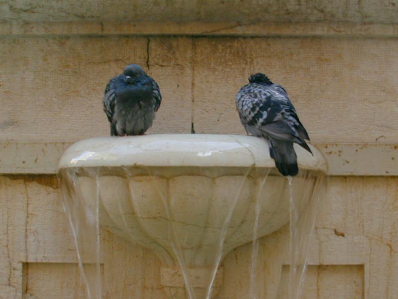 bain-douche2-Pigeons-by Souchon Claude and Sebastien.jpg