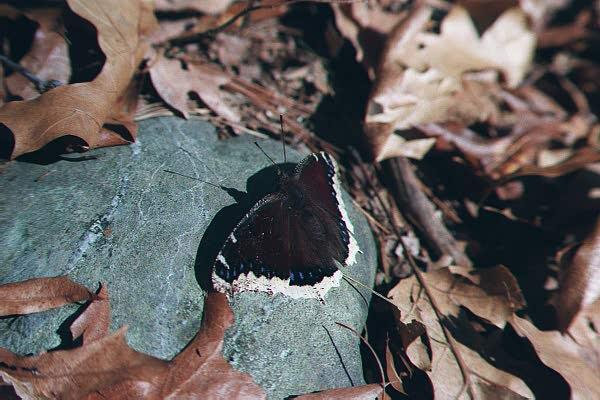 bfly-Mourning Cloak Butterfly-and-its shadow on rock-by Paul Becotte-Haigh.jpg