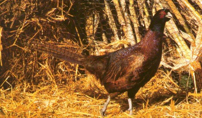 blackneck Ring-necked pheasant-wandering-by Dan Cowell.jpg