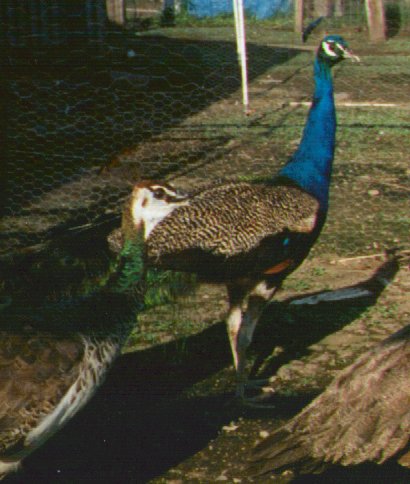 blue peafowl-peacock-by Dan Cowell.jpg
