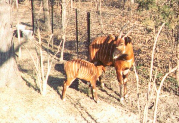 bongo antelopes-mom n baby in cage-by Dan Cowell.jpg