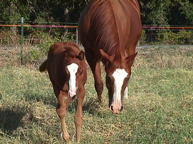c-003f-Quarter Horses-mare and filly-by Mike Hunter.jpg