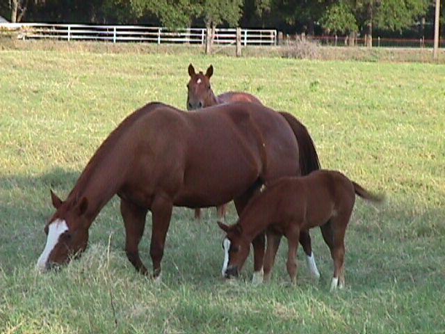 c-017f-Quarter Horses-mare and filly-by Mike Hunter.jpg