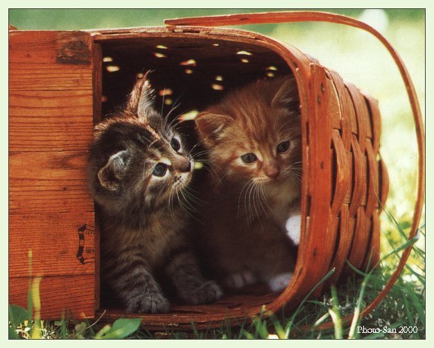 c kat02-House Cat Kittens-by Photo-San.jpg