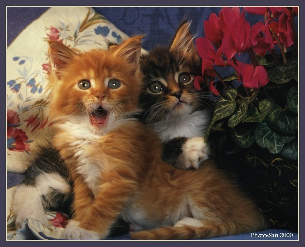 c kat05-House Cat Kittens-by Photo-San.jpg