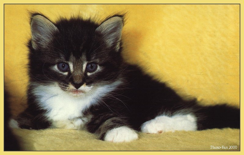 c kat06-House Cat Kitten-by Photo-San.jpg