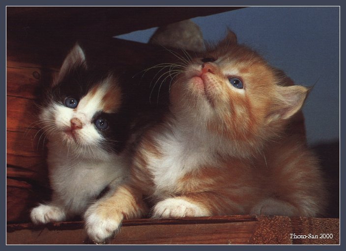 c kat07-House Cat Kittens-by Photo-San.jpg