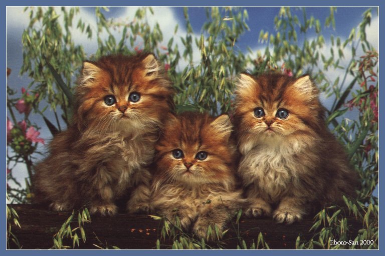 c kat08-House Cat Kittens-by Photo-San.jpg