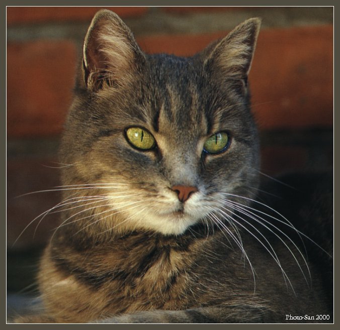 c kat10-House Cat Portrait-by Photo-San.jpg